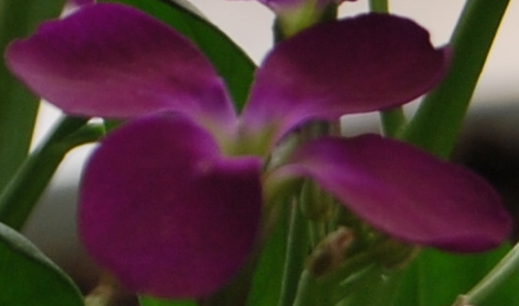 mathiola.com